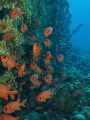   blotcheye soliderfish sheltering alongside Gubal Barge Red Sea  